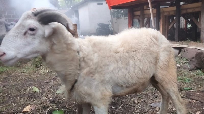 Foto Domba